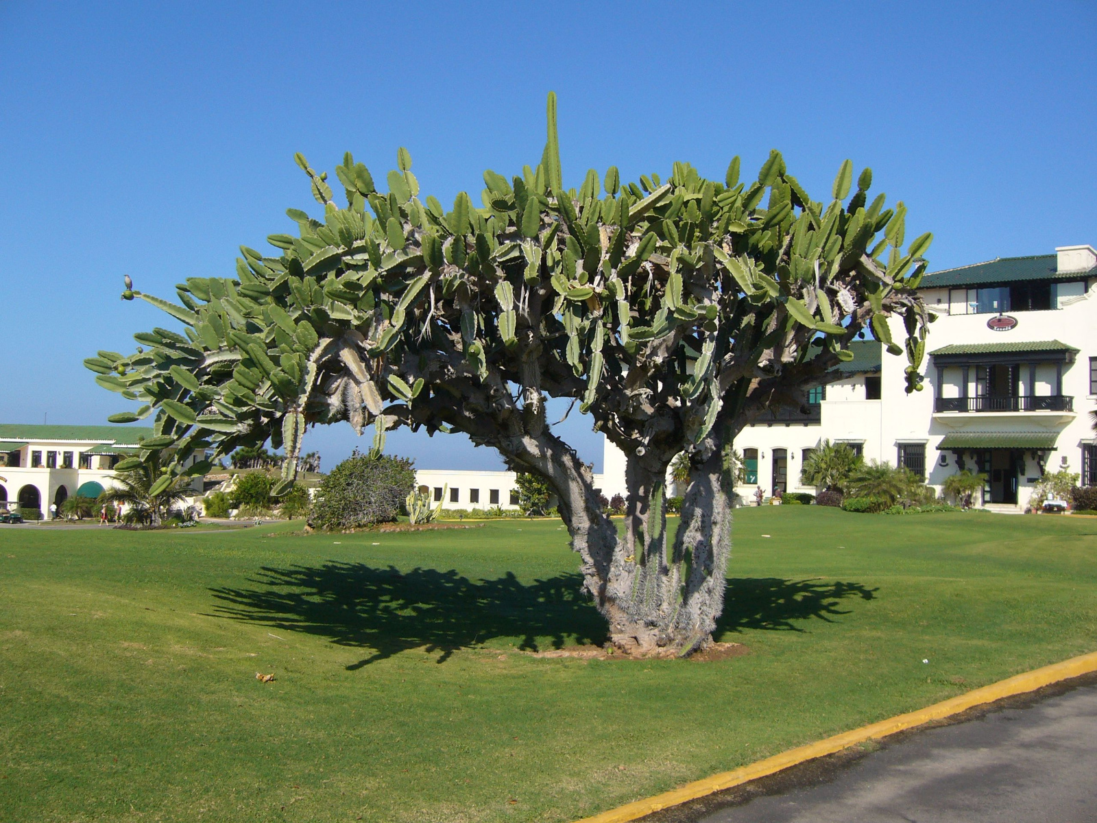 Cactusboom bij huis van DuPont